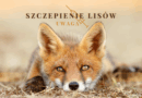 Jesienna akcja szczepienia lisów przeciwko wściekliźnie